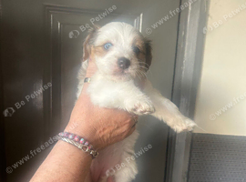 4 Beautiful Jackapoo