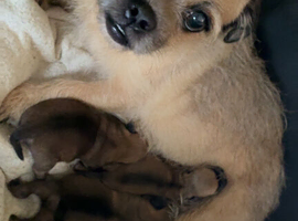 Jug Pup