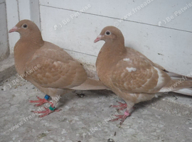 Yellow Meuleman Racing Pigeons.