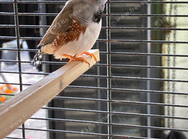 2 male zebra finches