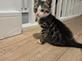 Playful happy kittens