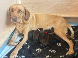 Beautiful chocolate labs