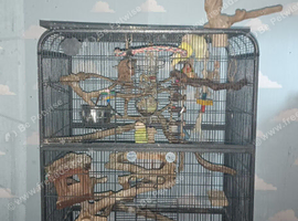 flock of love birds