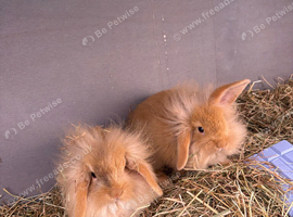 2 brother bunnies