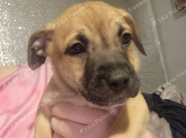 Bull herder - 7 weeks old (3 boys left)
