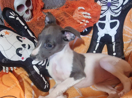 Kc registered whippet pups