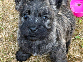 Beautiful KC Reg Cairn Terrier Puppies