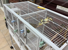 This years Gloucester chicks for sale
