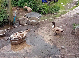 Male karki  cross ducks for sale