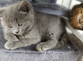 BEAUTIFUL LITTLE RUSSIAN BLUE KITTENS