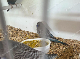 Budgies