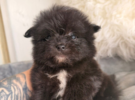 KOREAN MALTIPOM puppies ready soon!