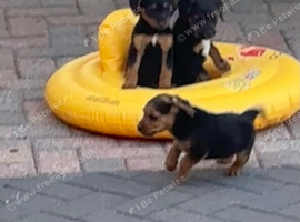 Border x Lakeland terrier pups
