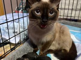 Sweet and loving kittens for sale