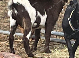 Pygmy male whether goat
