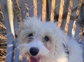 5 month old boy