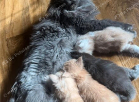Maine Coon kittens from champion lines