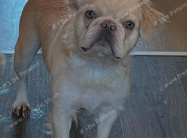 Female cream fluffy frenchie