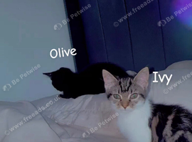 Two kittens