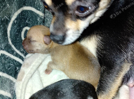 Two girls one boy shorthaired applehead Chihuahua