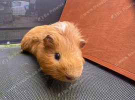 Young male Guinea pigs for sale