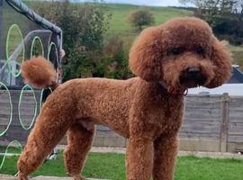 KC REG DNA Health Tested - RED Toy Poodle STUD