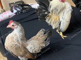 Pair of Serema bantams