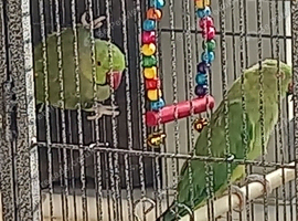 Lovely pair or ringnecks