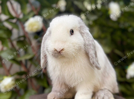 Female Mini Lop &bull; chocolate magpie