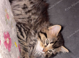 2 Maine coon xl kittens