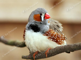 finches and budgies wanted