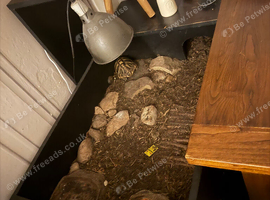 Herman's tortoise for sale