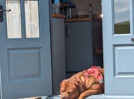 Dogue de Bordeux