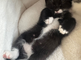 Kittens