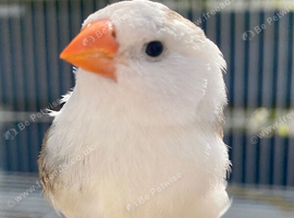 Young Zebra Finches