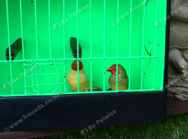 Star Finches &pound;70