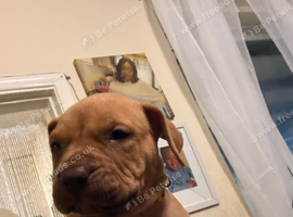 Mastiff x staffy puppys looking for forever homes