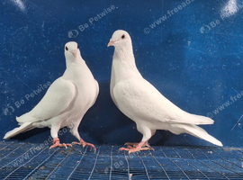 Young white Buscheart pair