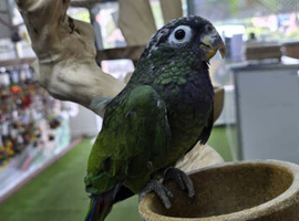 Maximilian Pionus babies,17