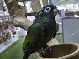Maximilian Pionus babies available,27