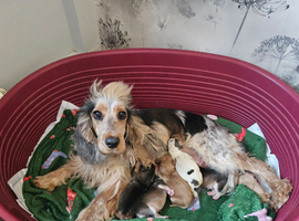 Show cocker spaniels