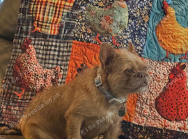 Frenchie cross girly