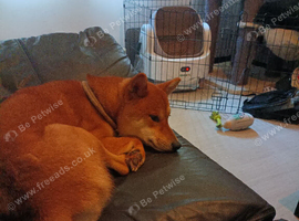 Male Shiba Inu looking for a new forever home