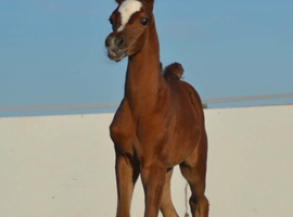 Arabian filly available at weaning