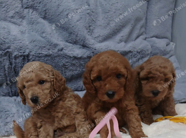 Poodle  puppies looking for there new home