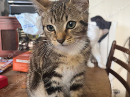 Kittens for sale