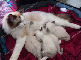 2 Ragdoll kittens available