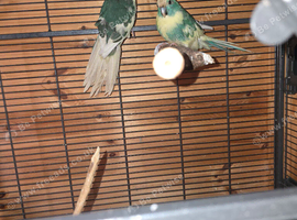 Pair of blue cream pied kaks