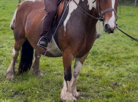 Zafir 14hh 8 year old cob mare