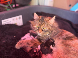 Kittens for sale